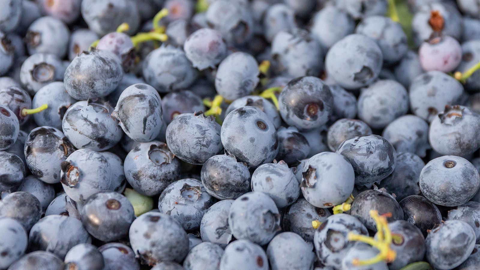 choose blueberries like a pro