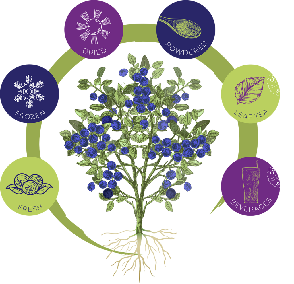 Organic Blueberries Root 24 Farms Fresh Frozen Dried And Powdered