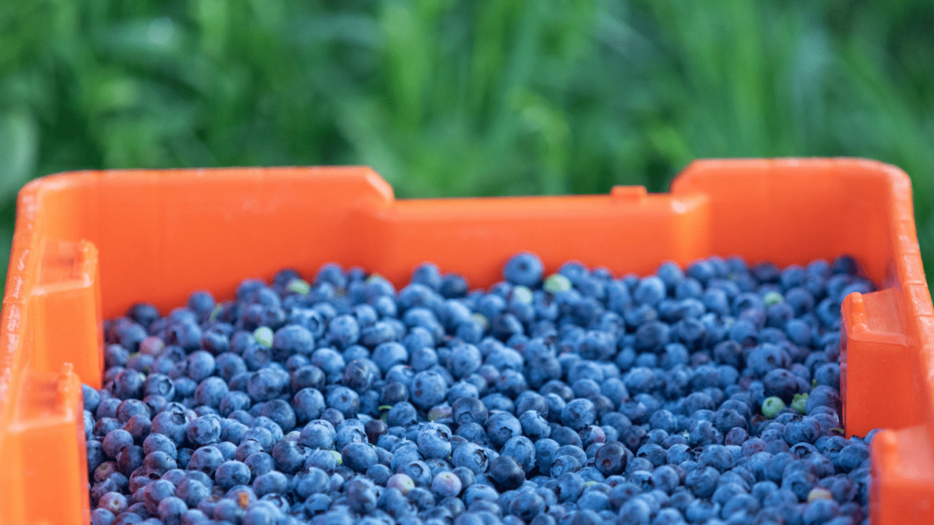 Organic Blueberries Root 24 Farms Fresh Frozen Dried And Powdered